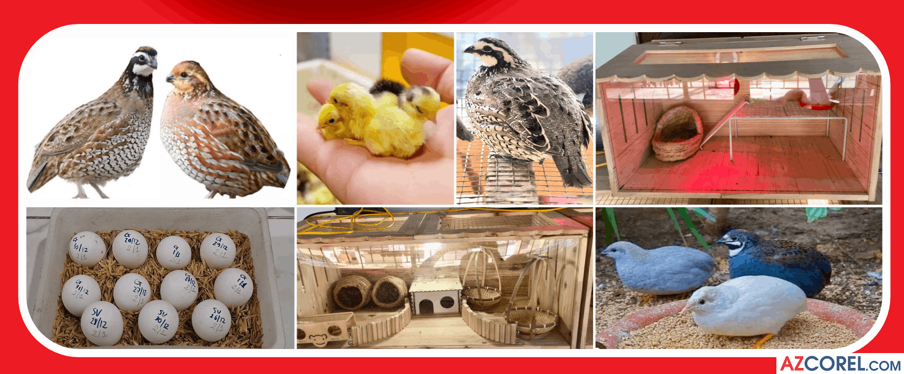 292 bien qc ga rutin mini sieu trung3.png